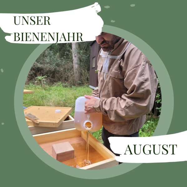 Monatsbetrachtung der Bienen im August